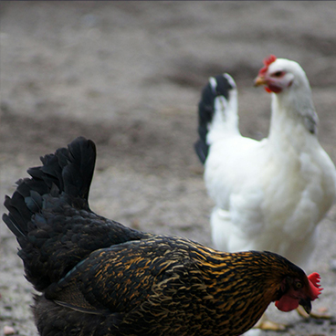 Local Hydroponic Tomato & Poultry Farm in Sefikile Village