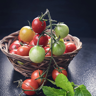 Local Hydroponic Tomato & Poultry Farm in Sefikile Village